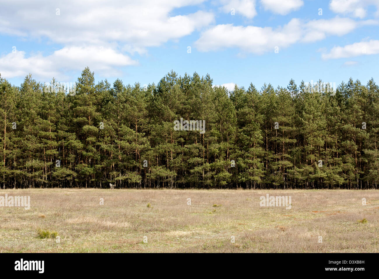 Image*After : photos : treeline tree line forest edge field green