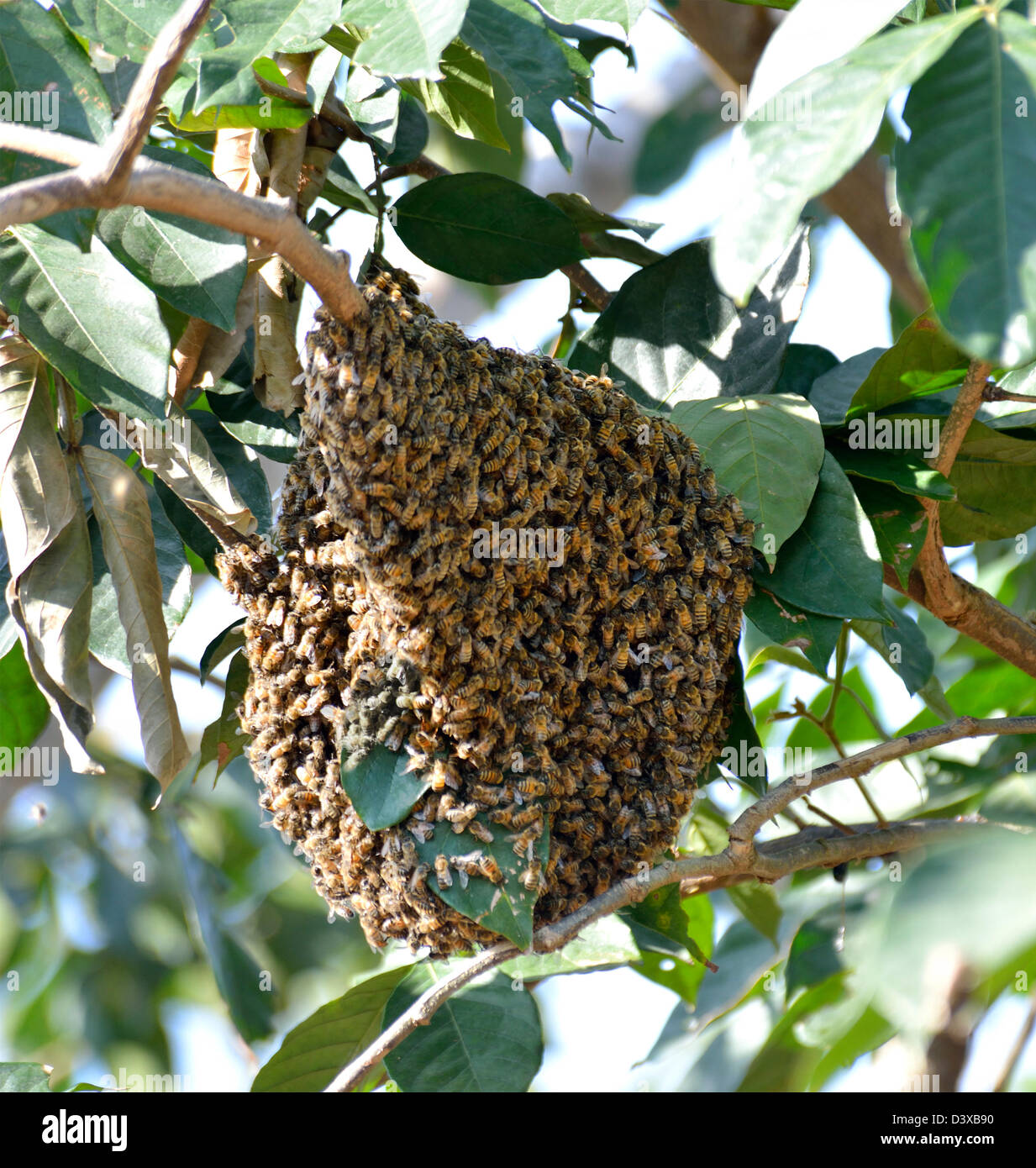 Honeybee Swarm Hanging On A Branch Stock Photo