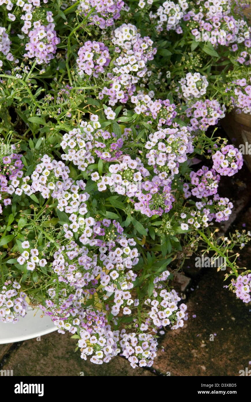 Alyssum Clear Crystals 'Lavender Shades' Stock Photo