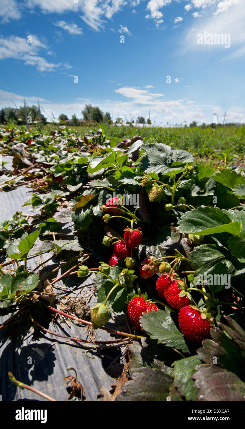 Organic strawberries in the field Stock Photo - Alamy