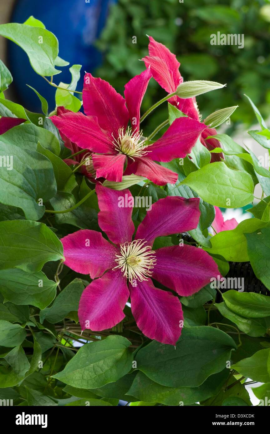 CLEMATIS 'REBECCA' Date: 31.07.2008 Ref: ZB907 117473 0001 COMPULSORY CREDIT: Michael Warren/Photos Horticultural/Photoshot Stock Photo