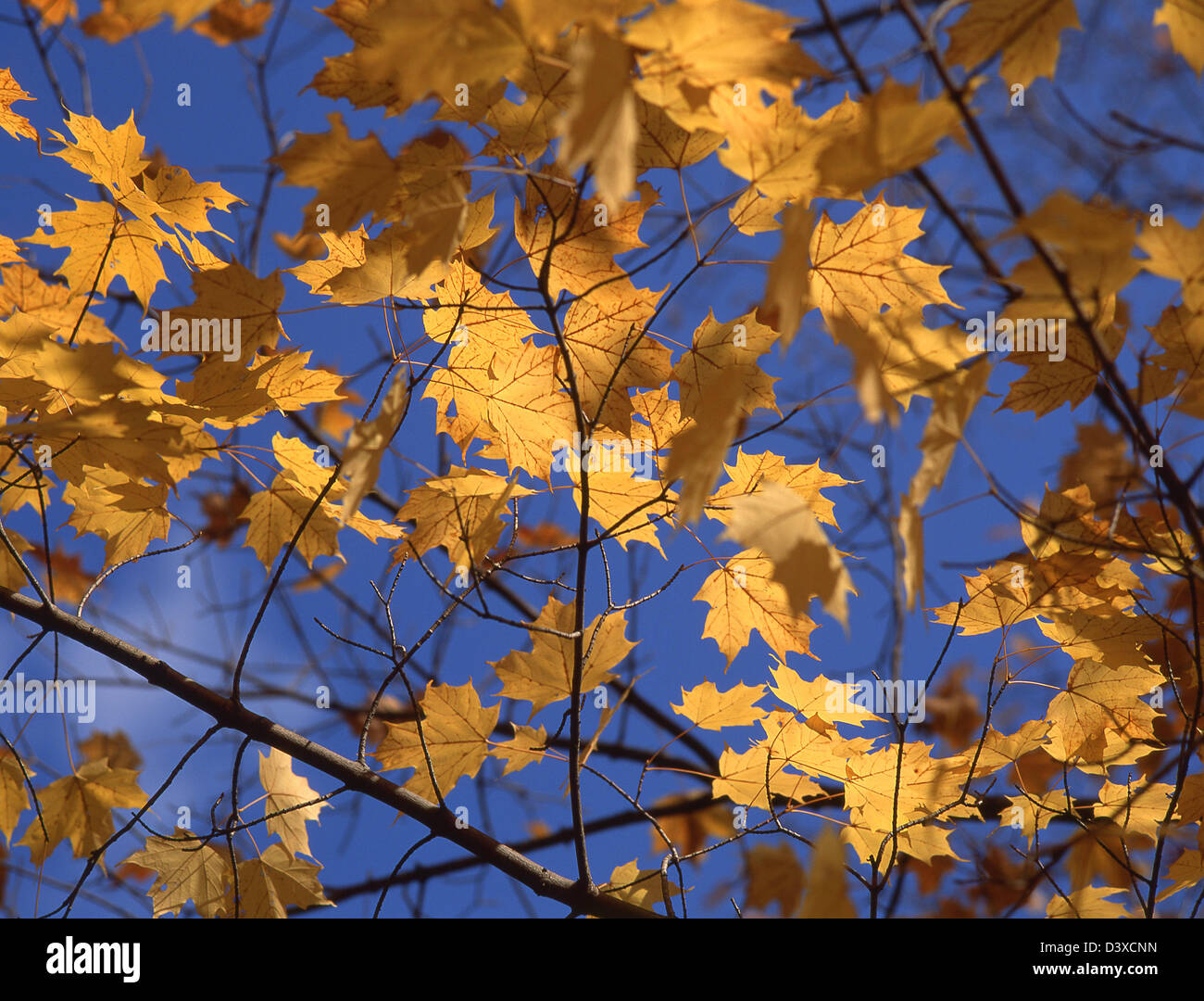 New england maple trees in fall hi-res stock photography and images - Alamy