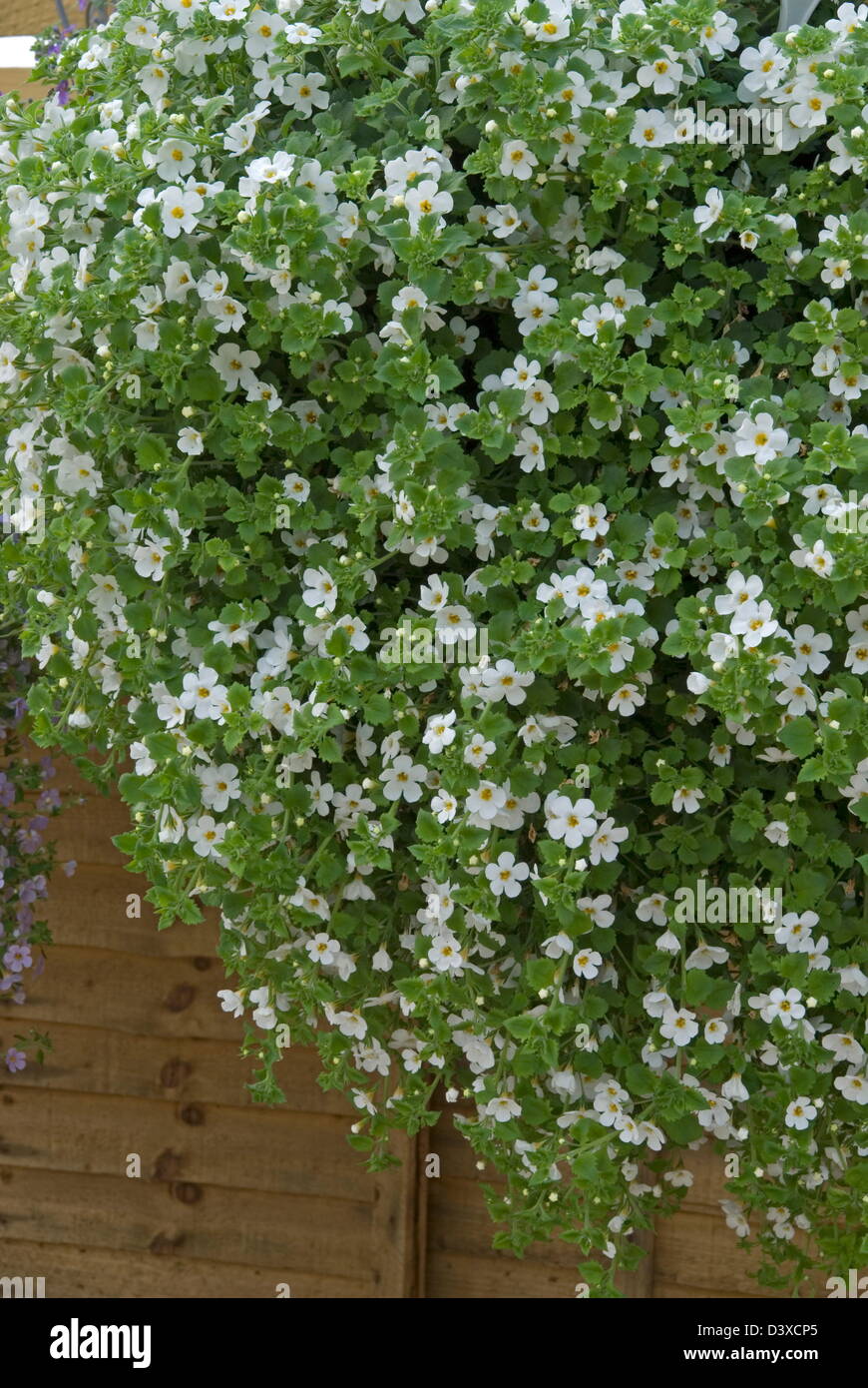 Bacopa 'Scopia' Gulliver White Date: 03.11.2008 Ref: ZB907 123496 0074 COMPULSORY CREDIT: Photos Horticultural/Photoshot Stock Photo