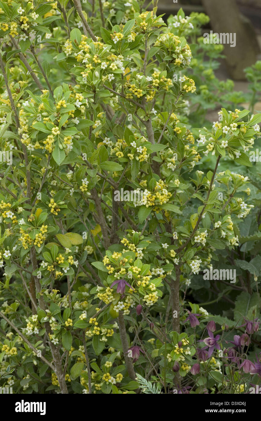 Pittosporum heterophyllum a fragrant evergreen shrub. Stock Photo