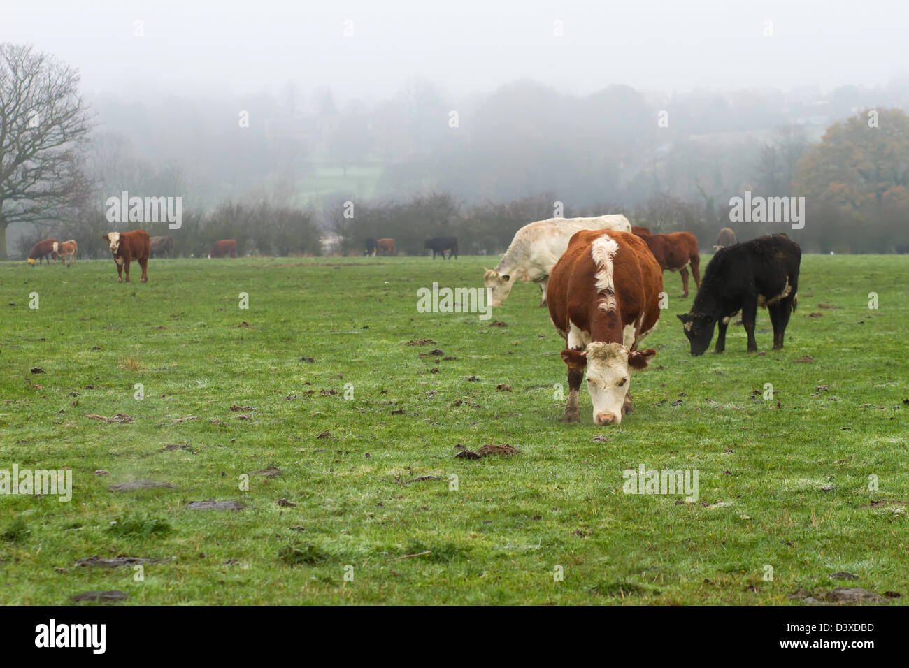 Dairy cows out in the morning mist Stock Photo