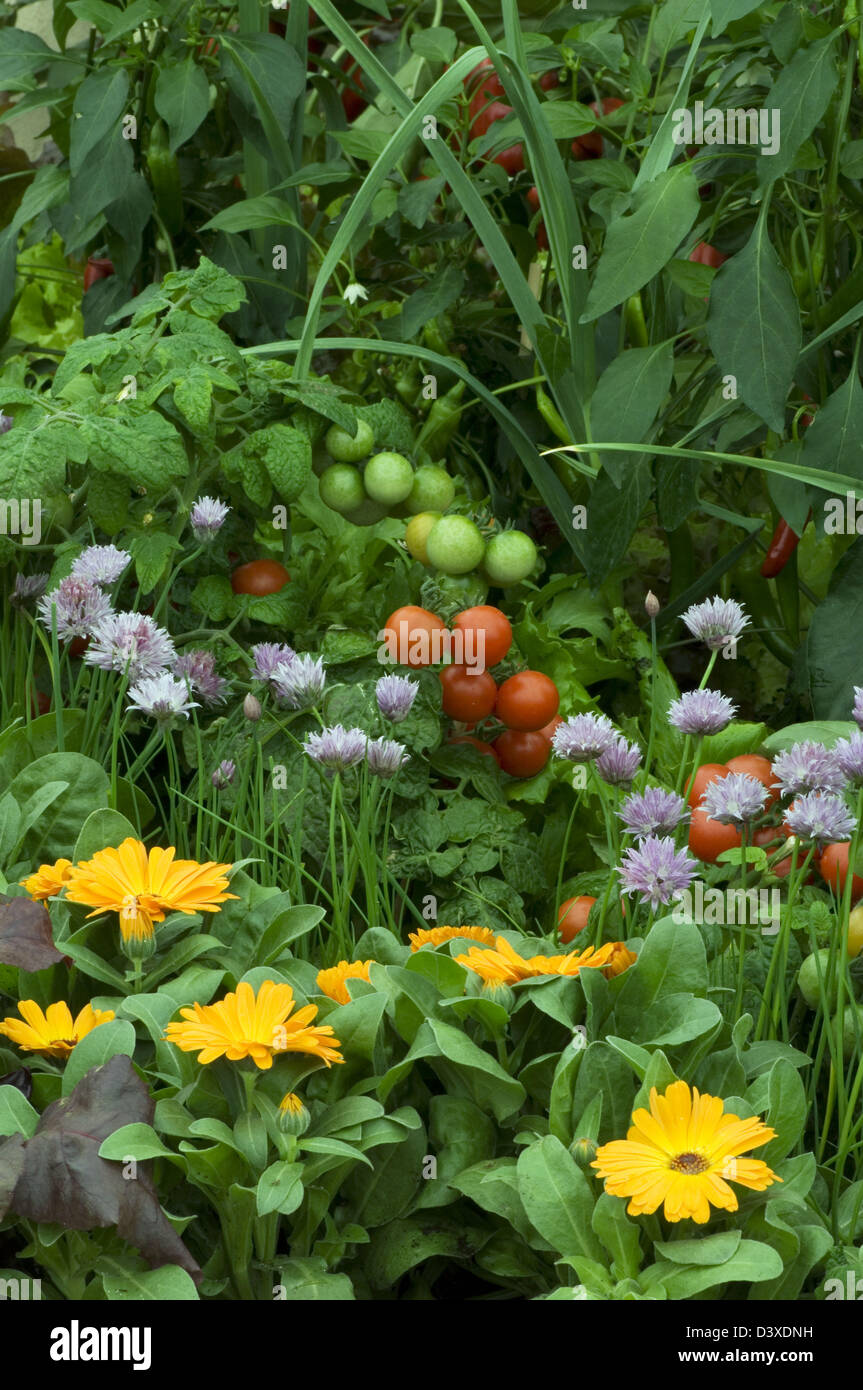 Tomato plant marigolds hires stock photography and images Alamy