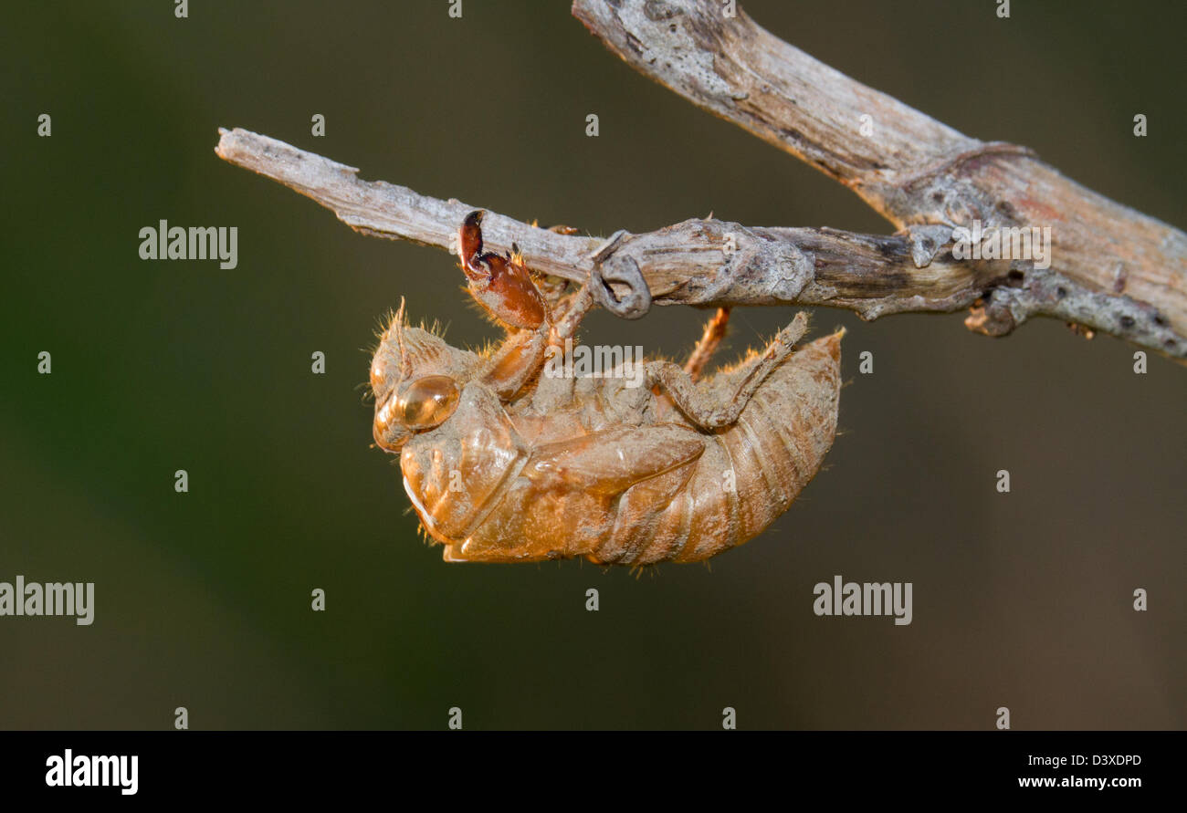 Close up shot of empty cicada shell Stock Photo