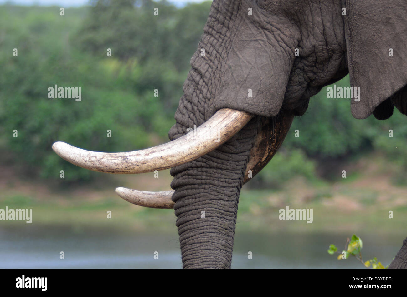 Photos of Africa, African Bull Elephant tusks from side Stock Photo