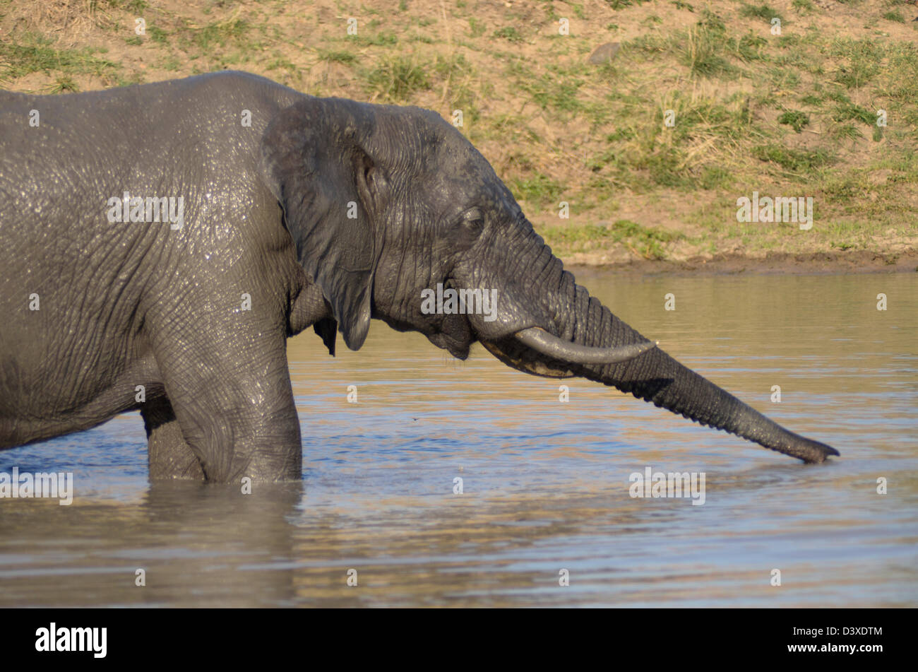Photos of Africa, African Bull Elephant stretch trunk to drink water Stock Photo