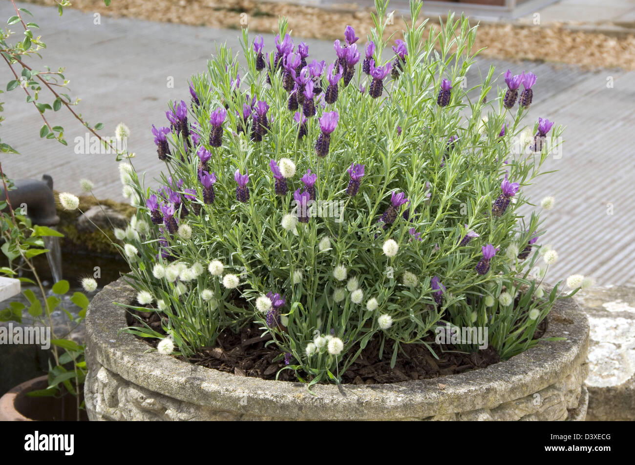 Stone container planted Lavandula stoechas Lagurus ovatus 'French Lavander' 'Bunny Tails' Part exhibit J's Pot Potted Plants Stock Photo