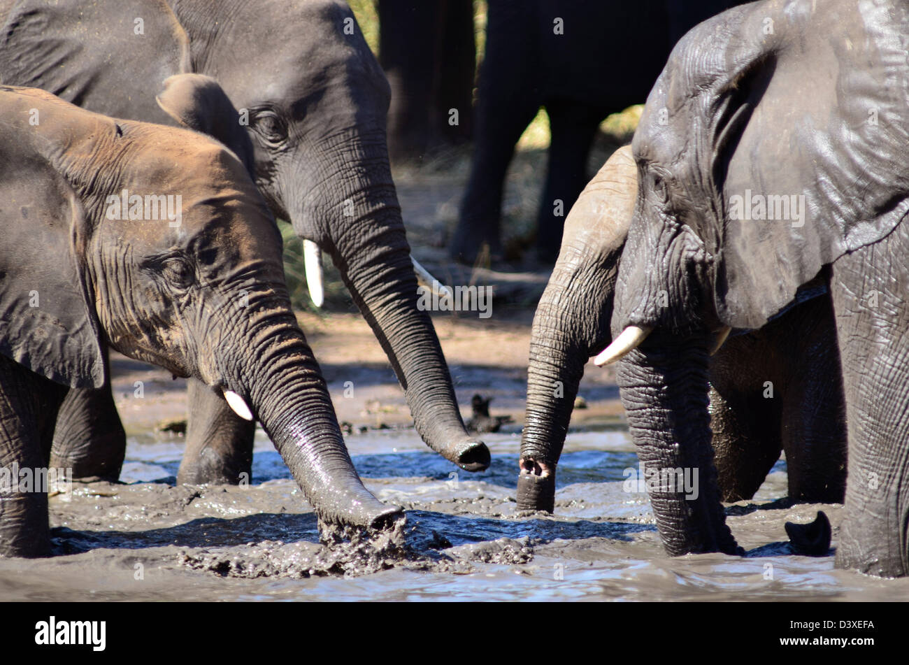 Photos of Africa, African Elephants trunks in muddy water Stock Photo