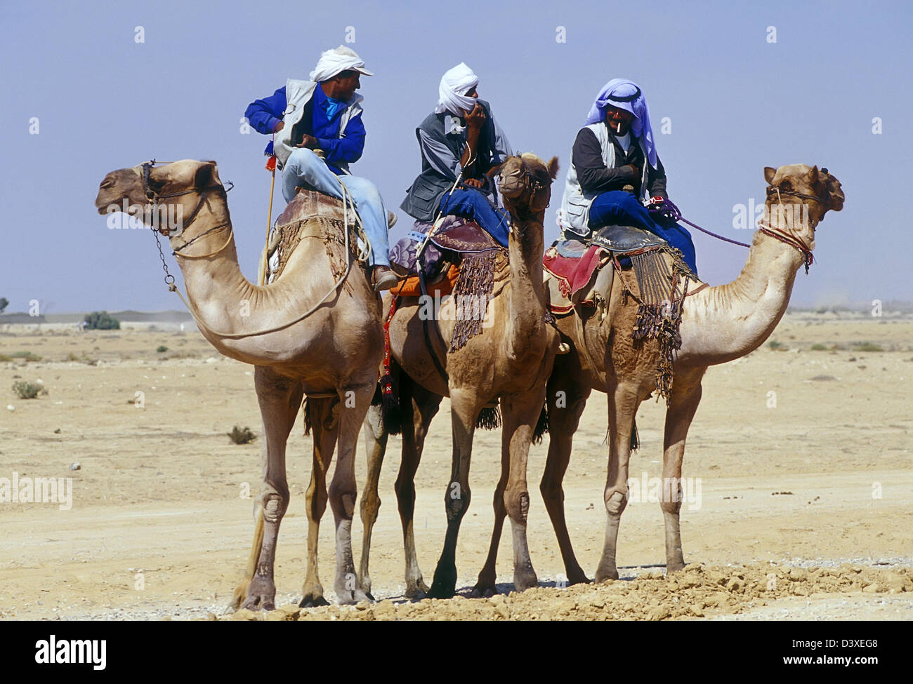 Beduins seat on Camels in the Negev Israel Stock Photo