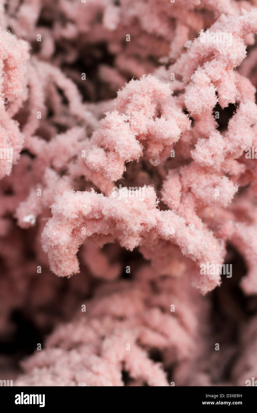 Flocked Christmas Tree with multi colors Stock Photo Alamy