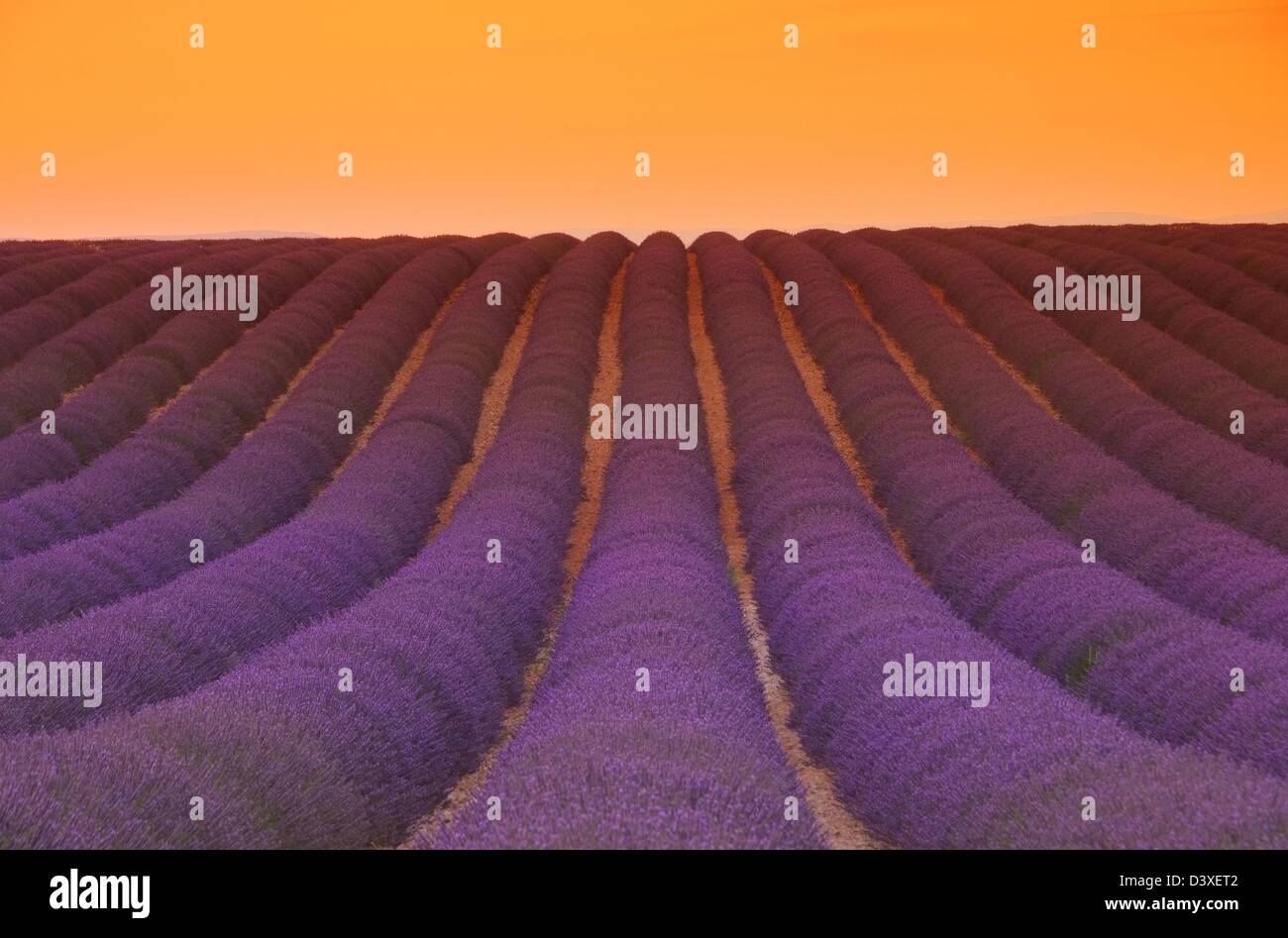 Lavendelfeld Sonnenuntergang - lavender field sunset 04 Stock Photo