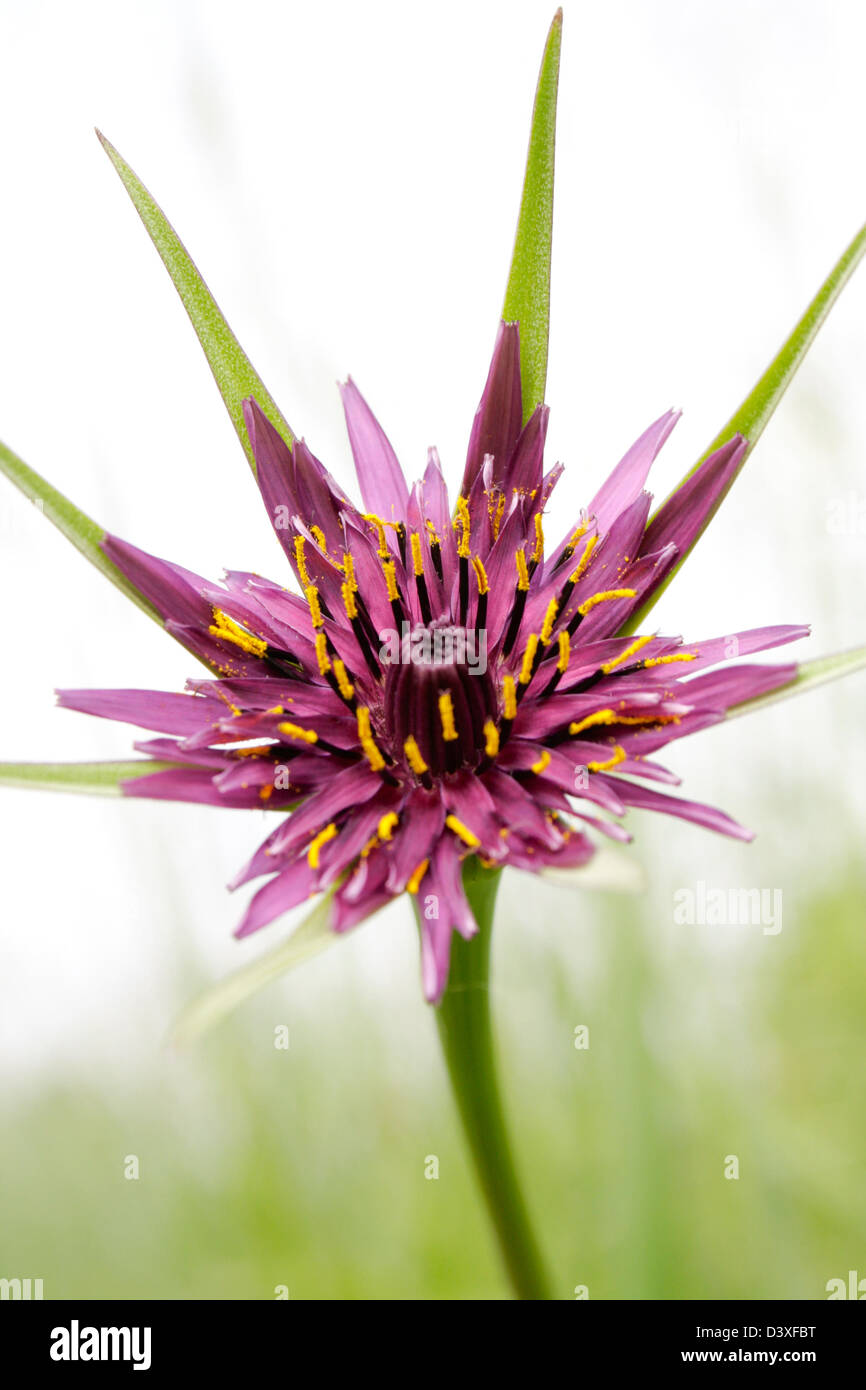 salsify tragopogon Porrifolius Stock Photo