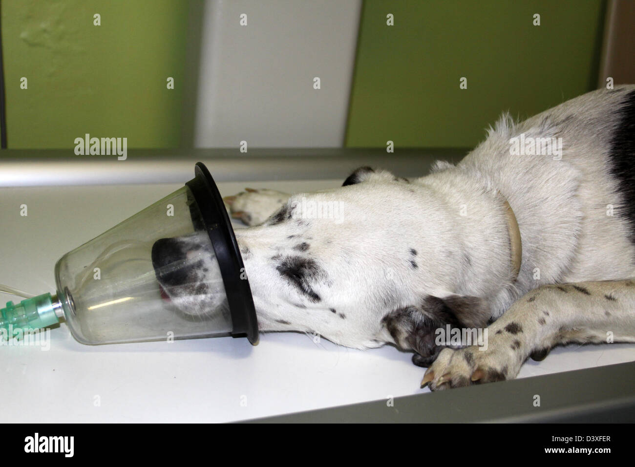 Mixed Breed dog under anesthesia in veterinarian clinic Stock Photo Alamy
