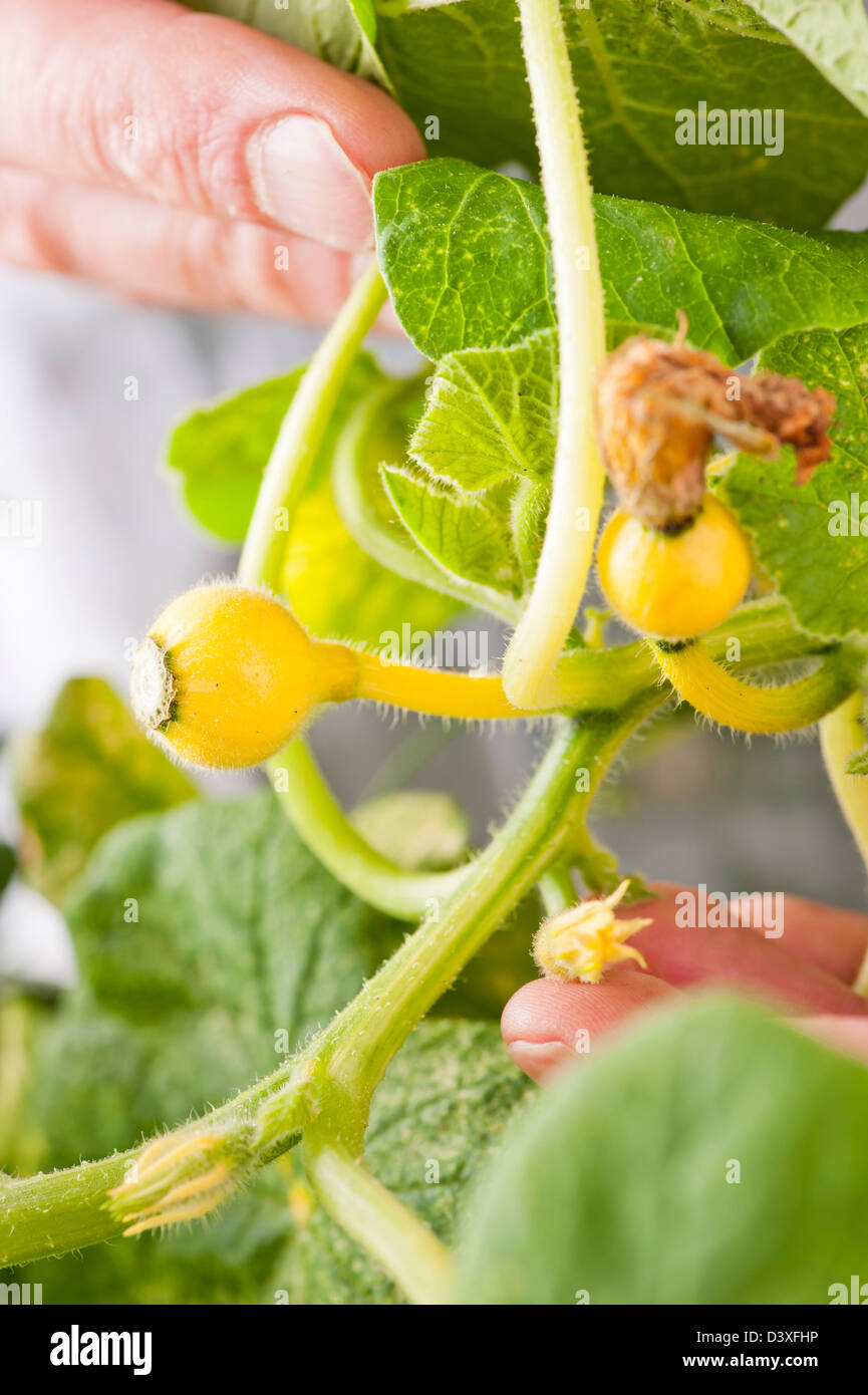 Hands of man checking the growth of budding yellow squash plants Stock Photo Alamy