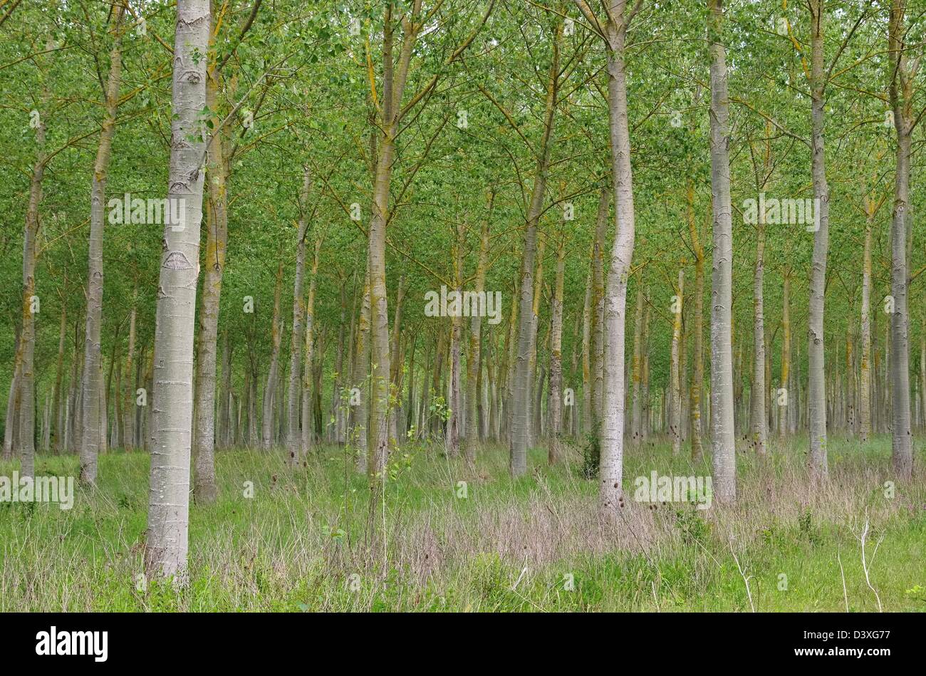 Pappelwald - populus forest 09 Stock Photo