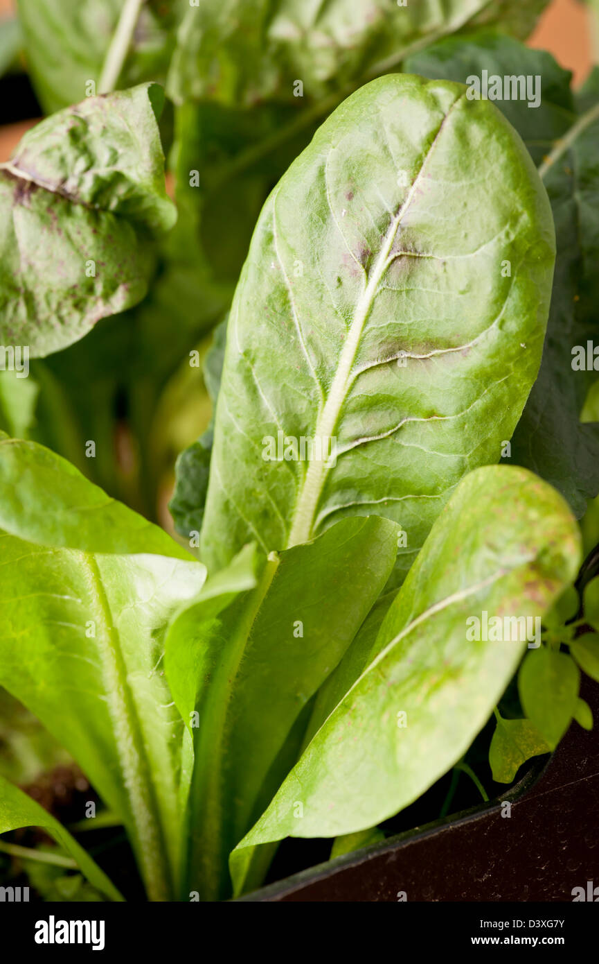 Closeup of ripe green leaves of Pan di Zucchero Stock Photo
