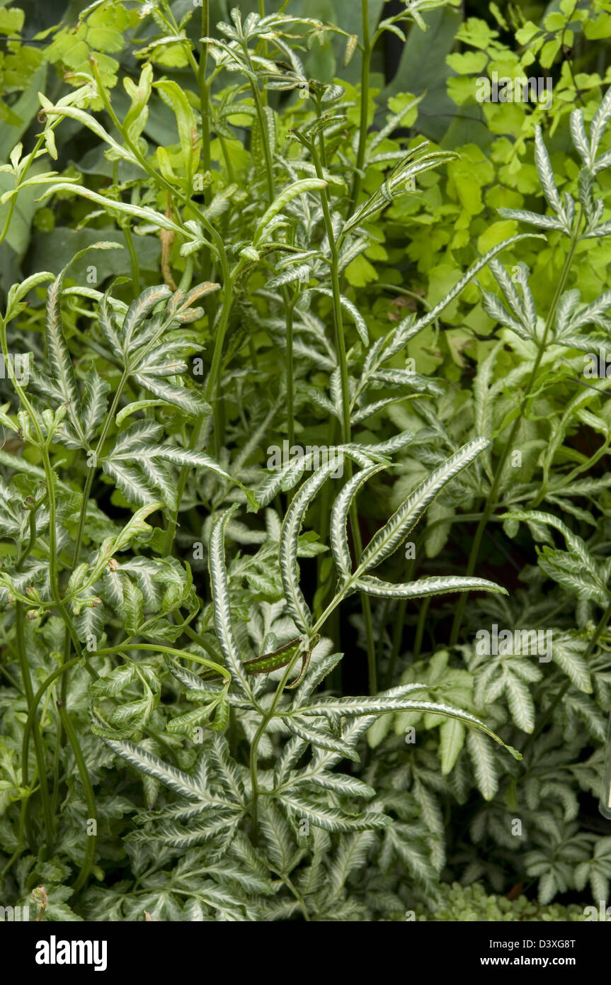 Pteris ensiformis 'Victoriae'. Sword brake an evergreen tender fern. Stock Photo