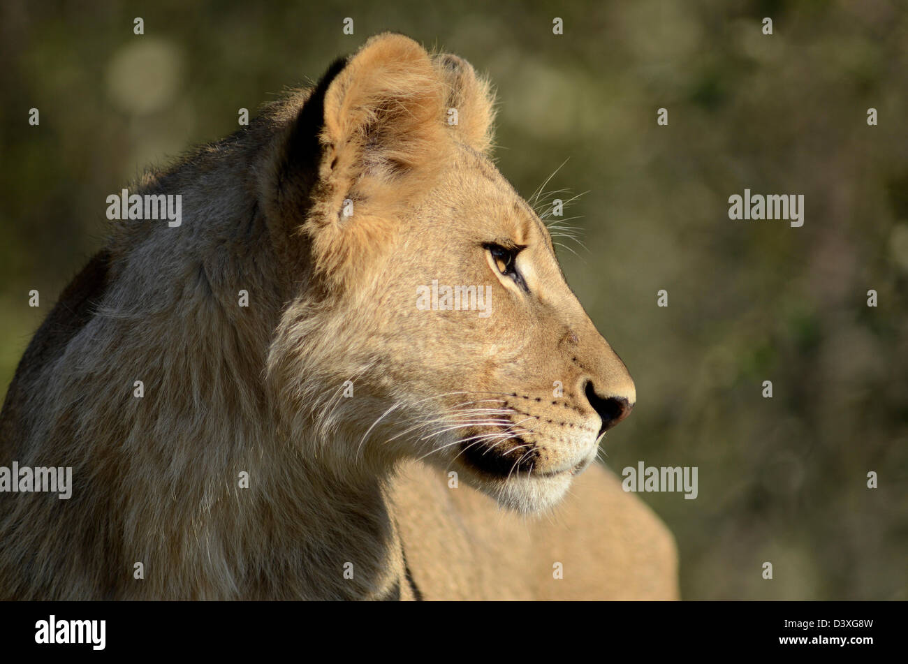 Photos of Africa, Young Lion facing away from camera Stock Photo Alamy