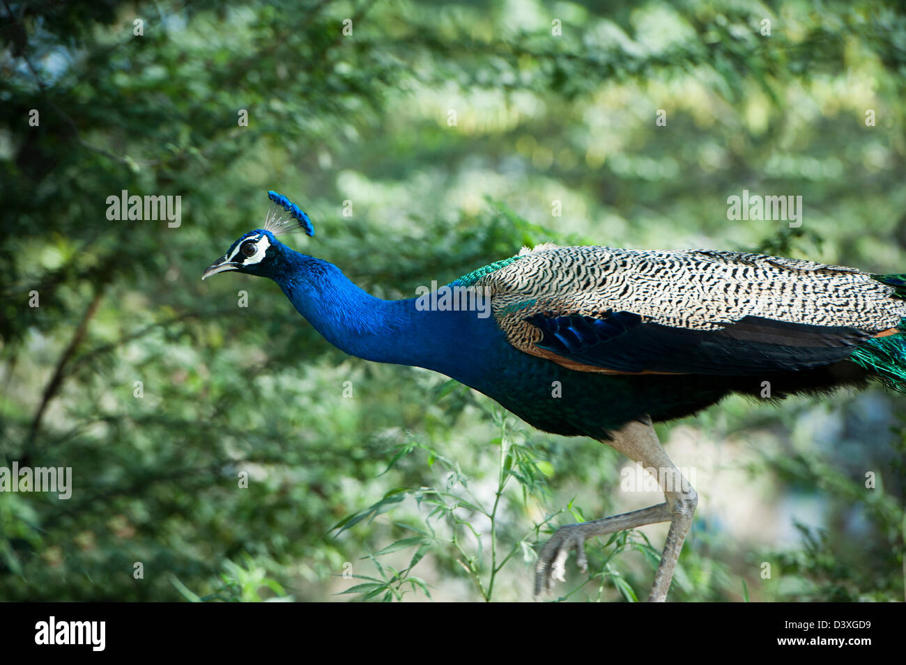 Peacock, Sohna, Haryana, India Stock Photo