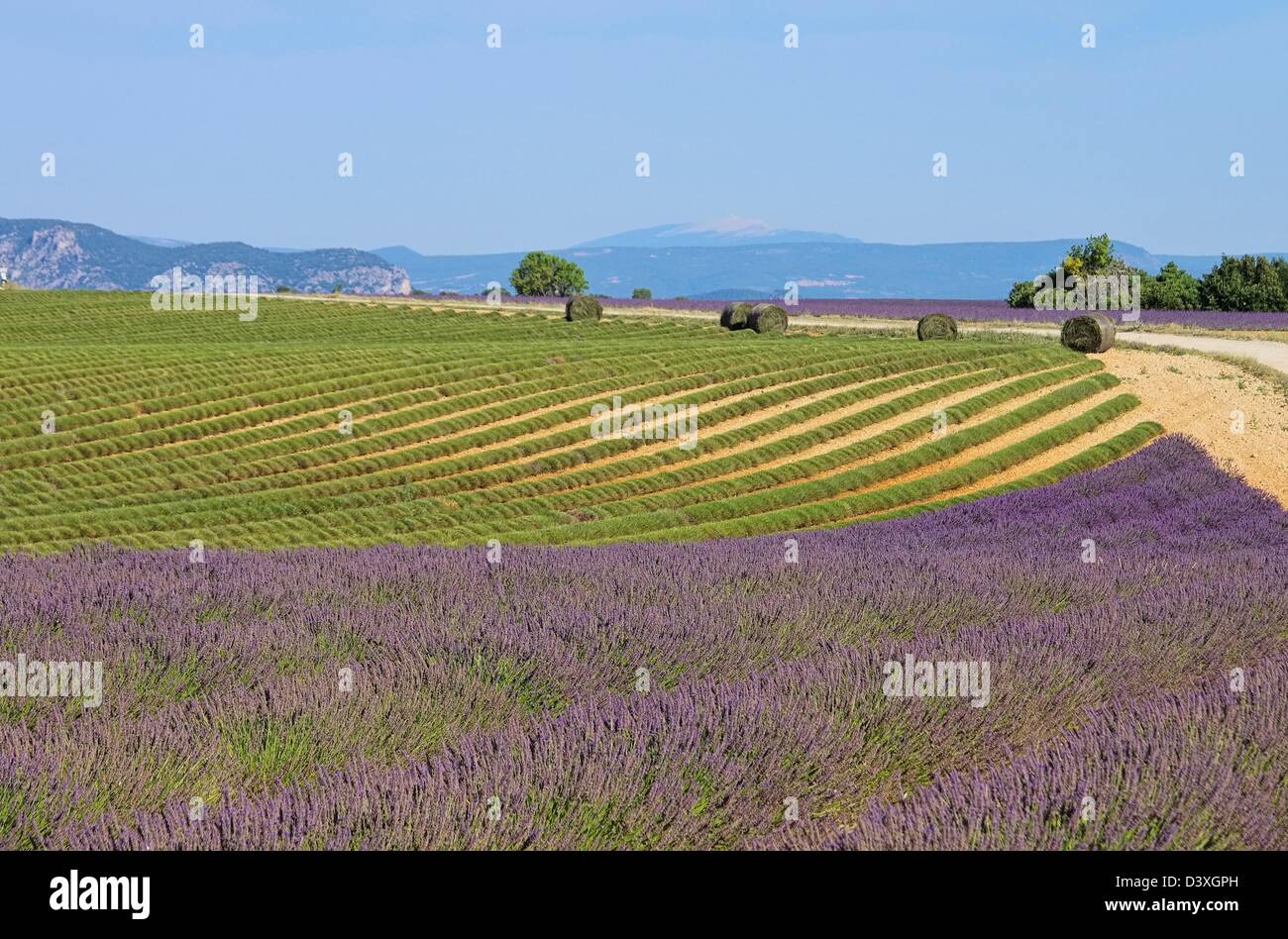 Lavendelfeld Ernte - lavender field harvest 17 Stock Photo