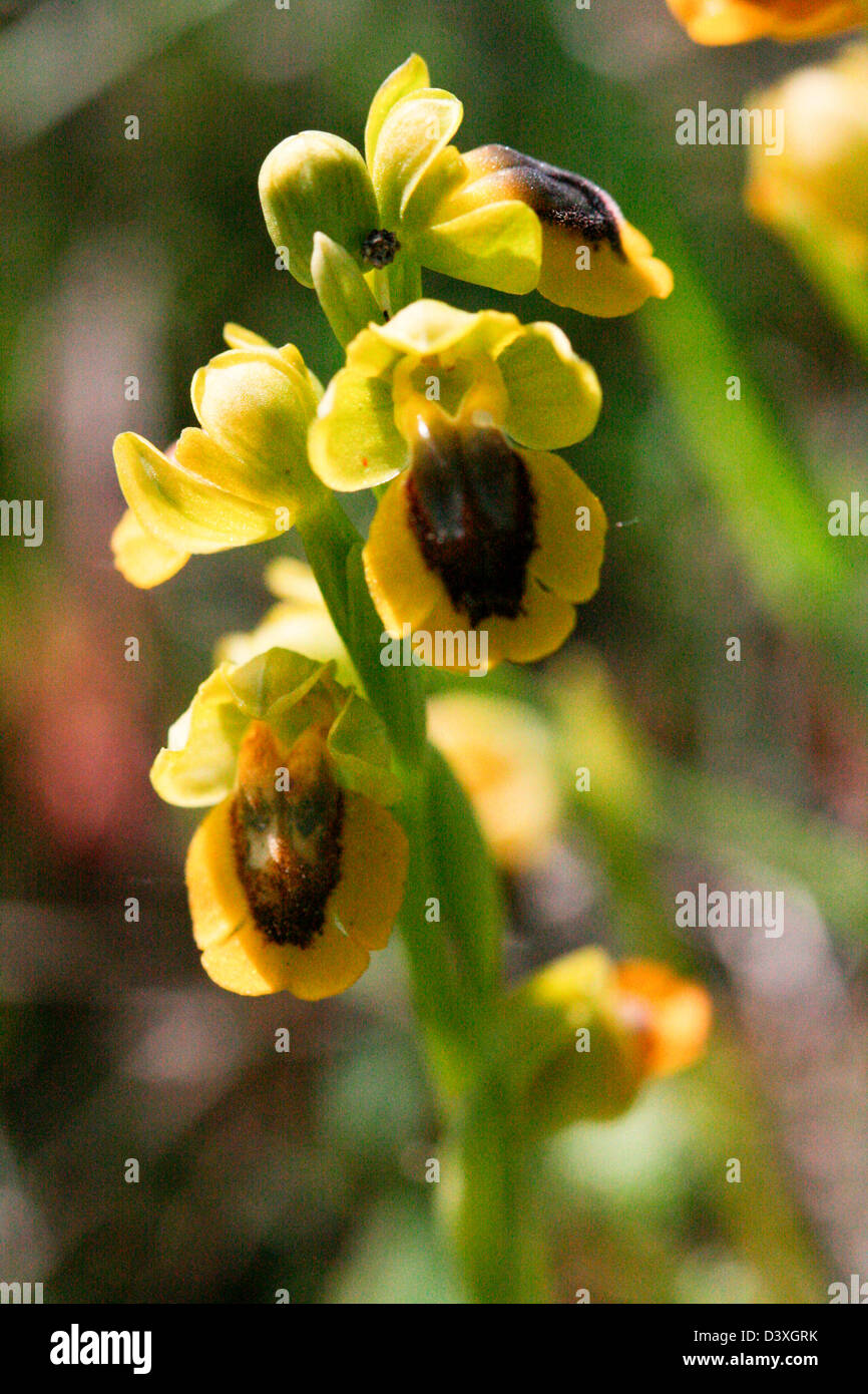 yellow orchid Ophrys Lutea Stock Photo