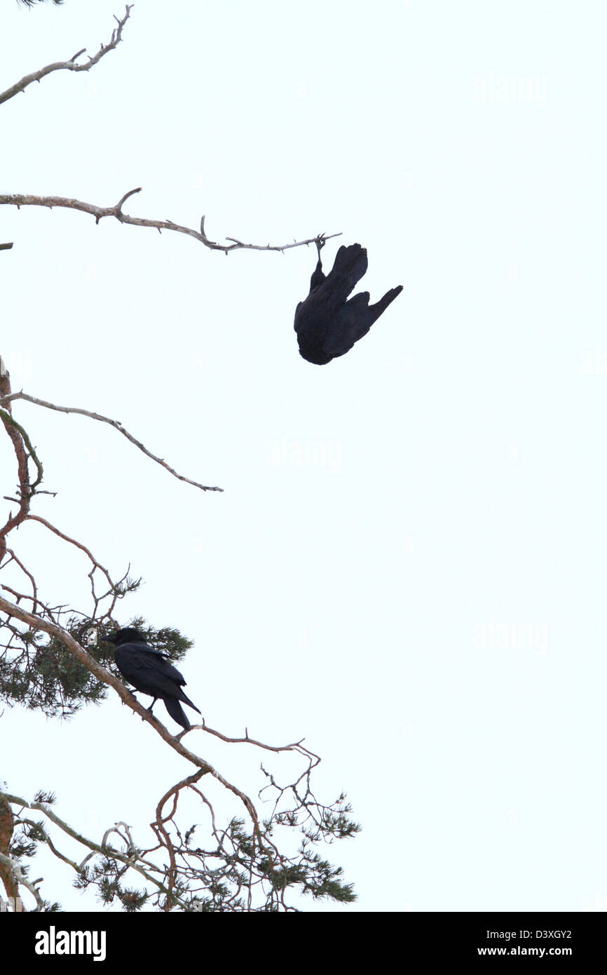 Rarely documented bird behavior - Common Raven (Corvus corax) hanging upside-down in one leg from a branch. Stock Photo