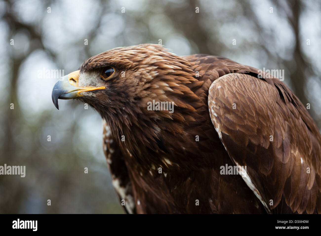 Golden Eagle, Aquila chrysaetos chrysaetos, Bavaria, Germany Stock Photo