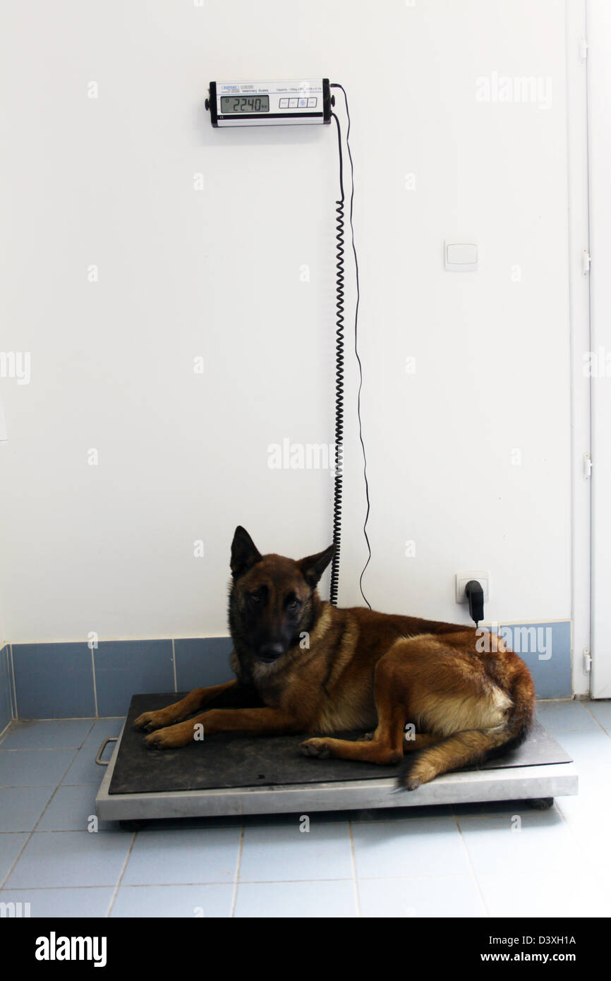 Veterinary weighs a dog Belgian shepherd Malinois Stock Photo
