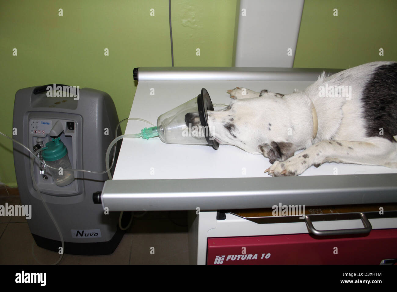 Mixed Breed dog under anesthesia in veterinarian clinic Stock Photo Alamy