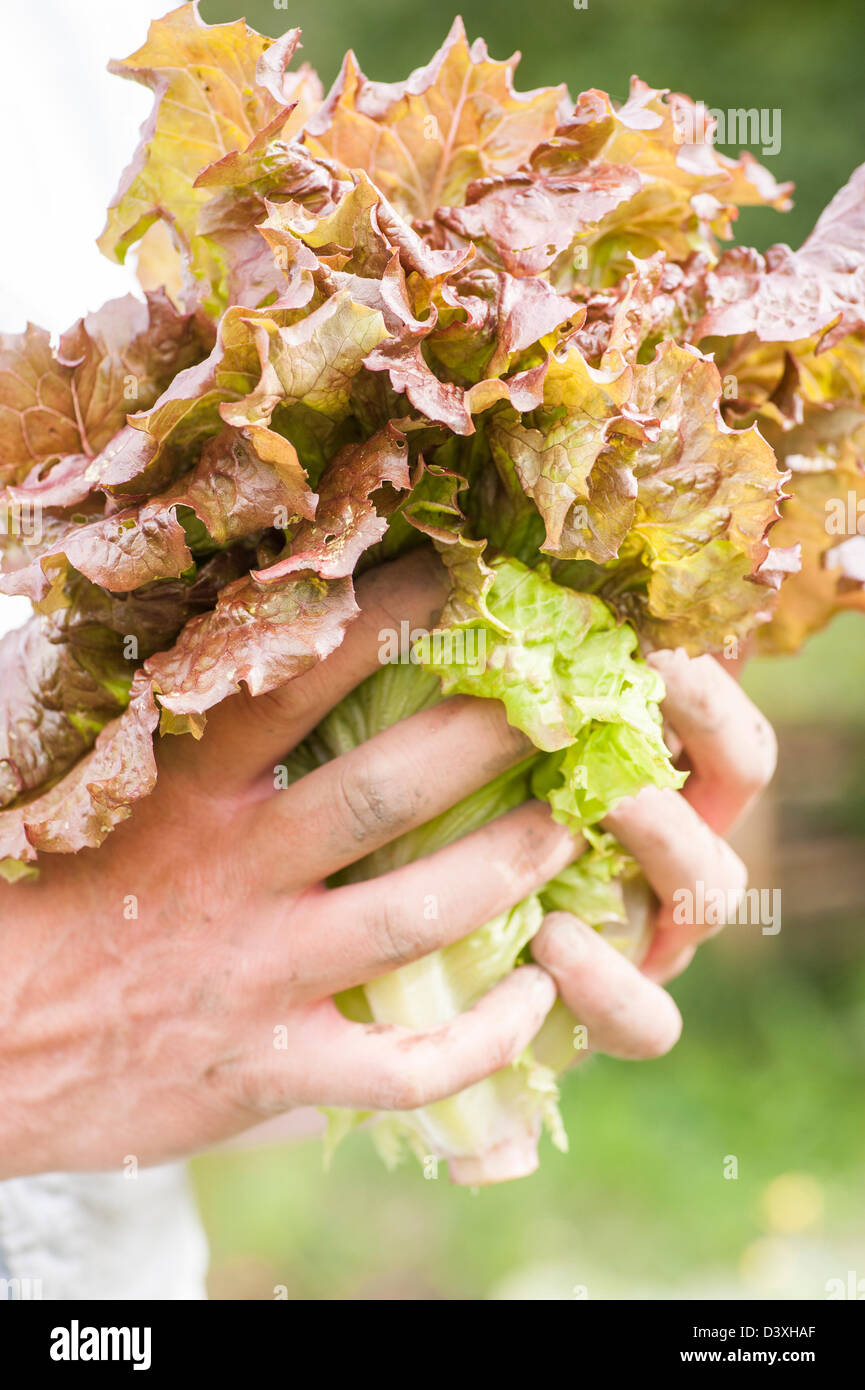 Man showing freshly harvested organic lettuce Stock Photo