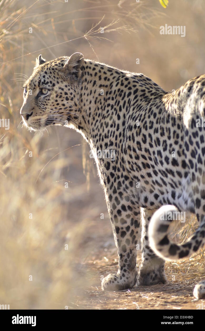 Photos of Africa, Leopard half body shot looking away from camera Stock Photo