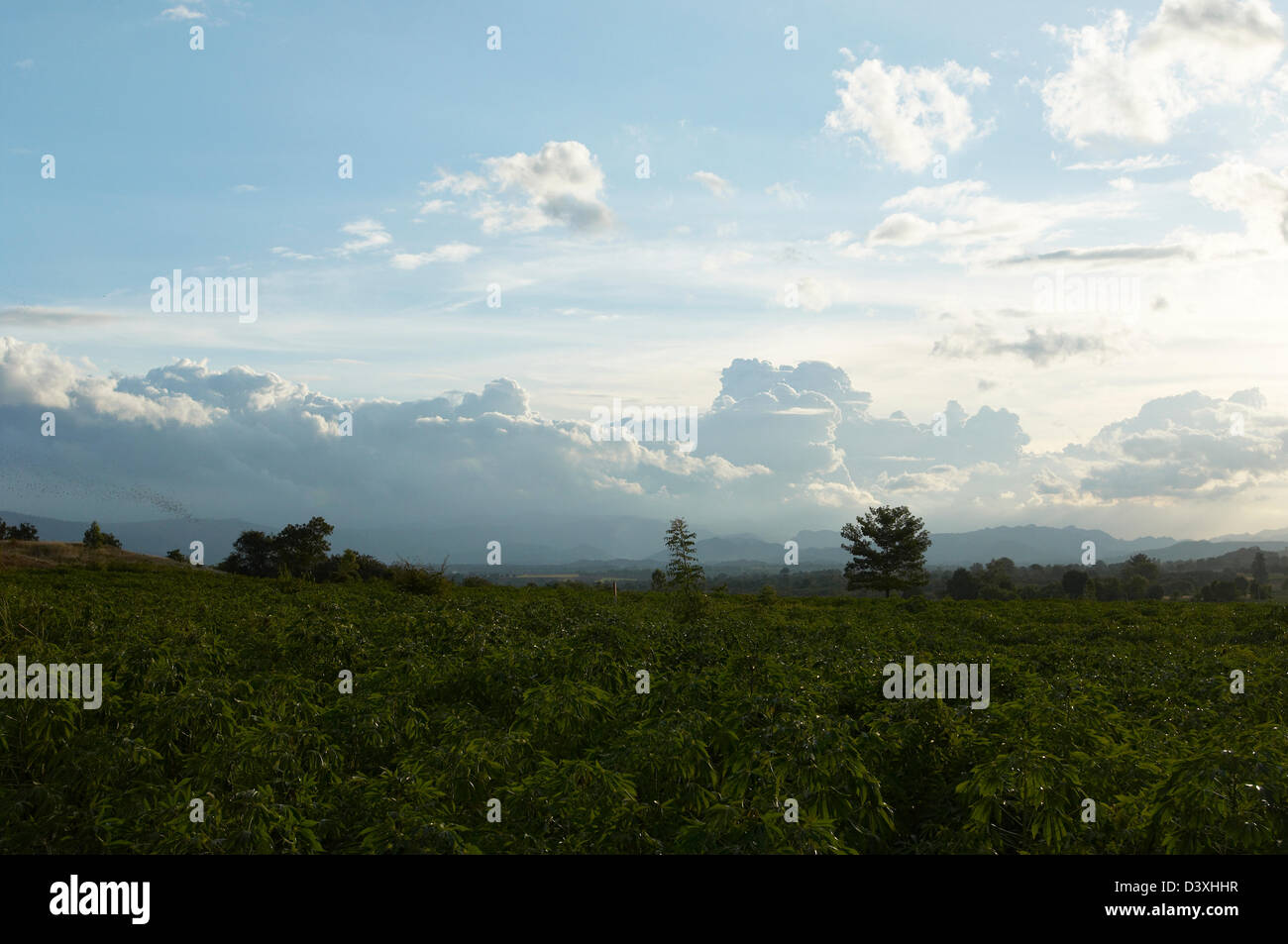 Wrinkled lipped bats, dusk, Thailand, twilight Stock Photo - Alamy