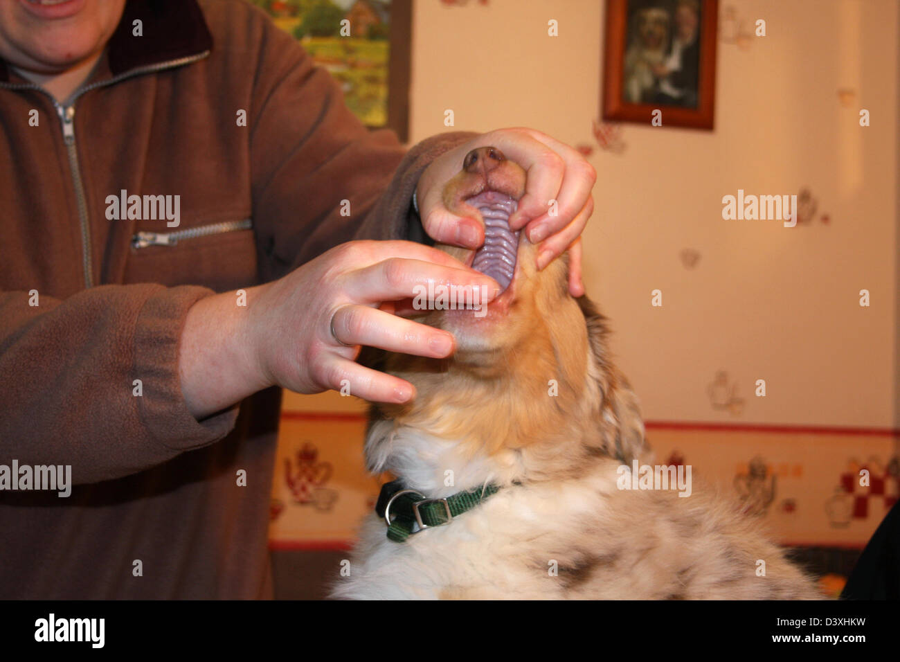 Give a dewormer to a dog Australian shepherd puppy Stock Photo Alamy