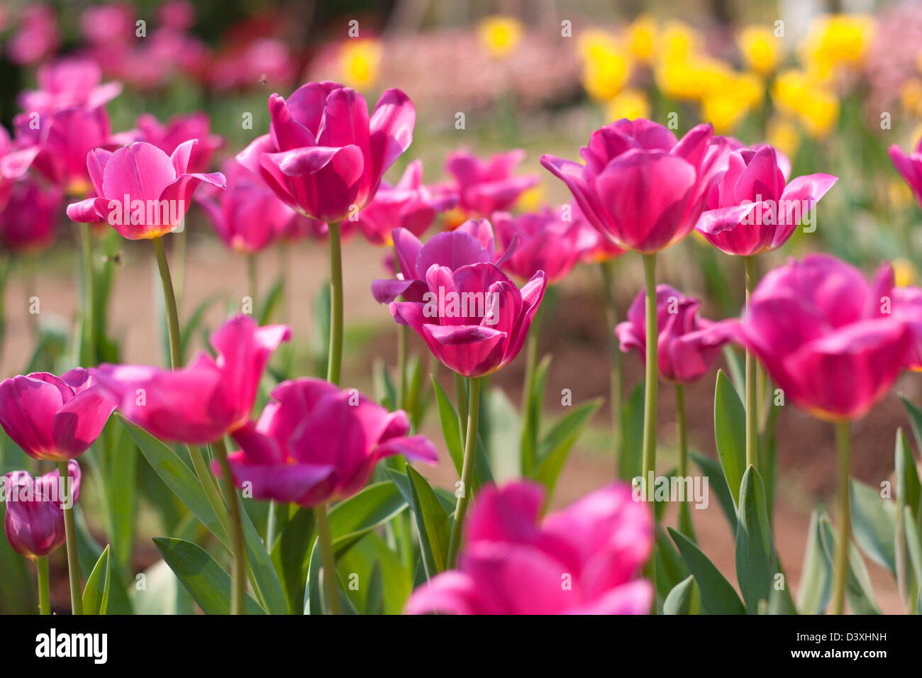 Flower beautiful pink background with a bokeh Stock Photo - Alamy