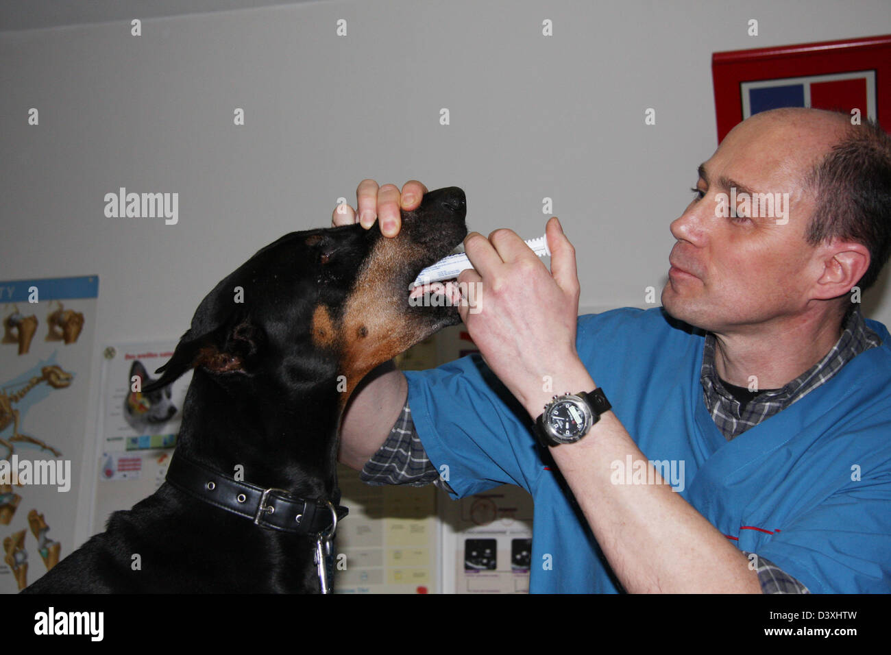 The veterinary gives a drug to a Dobermann dog  (in the mouth) Stock Photo