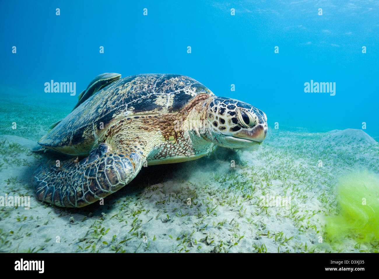 Green Sea Turtle feeding on Seagrass, Chelonia mydas, Marsa Alam, Red Sea, Egypt Stock Photo