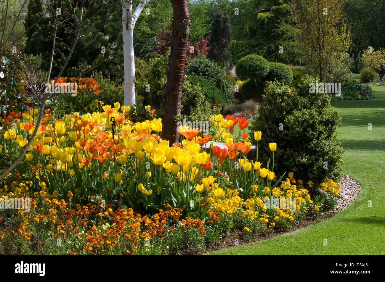Spring Garden Tulips and wallflowers give colour and fragrance. Please