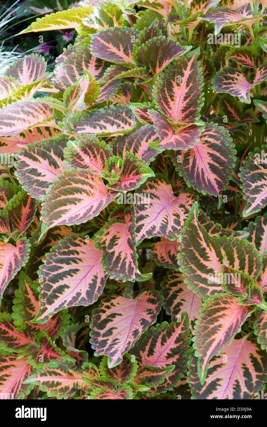 Coleus Wizard 'Coral Sunrise' Date: 03.11.2008 Ref: ZB907 123496 0004 COMPULSORY CREDIT: Photos Horticultural/Photoshot Stock Photo