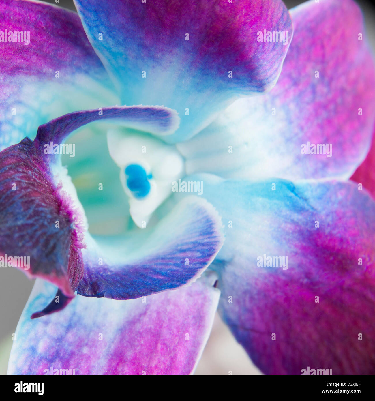 Close-up of a purple tulip Stock Photo - Alamy