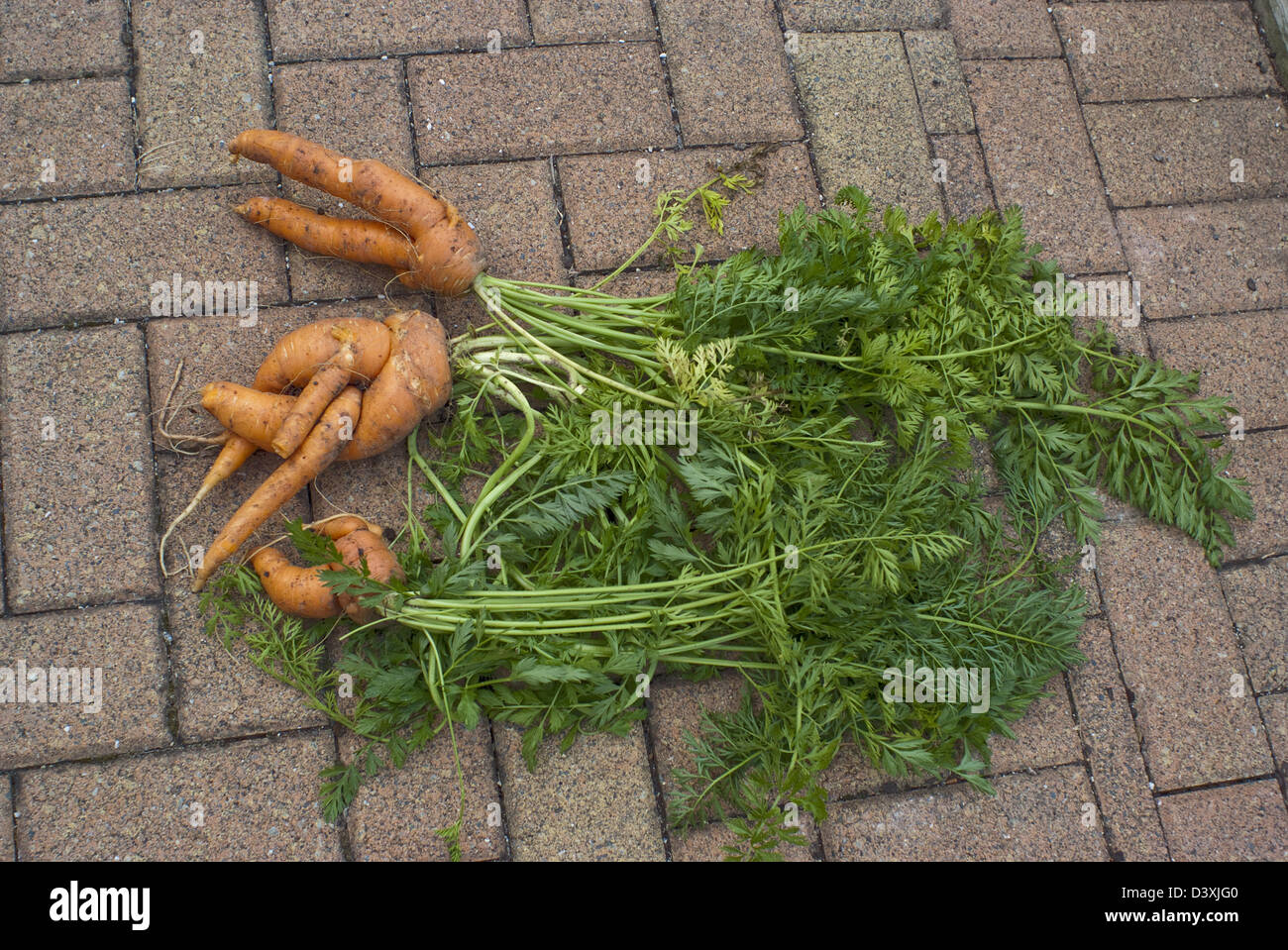 Carrots which have been grown in soil to rich in manure and fertilizer