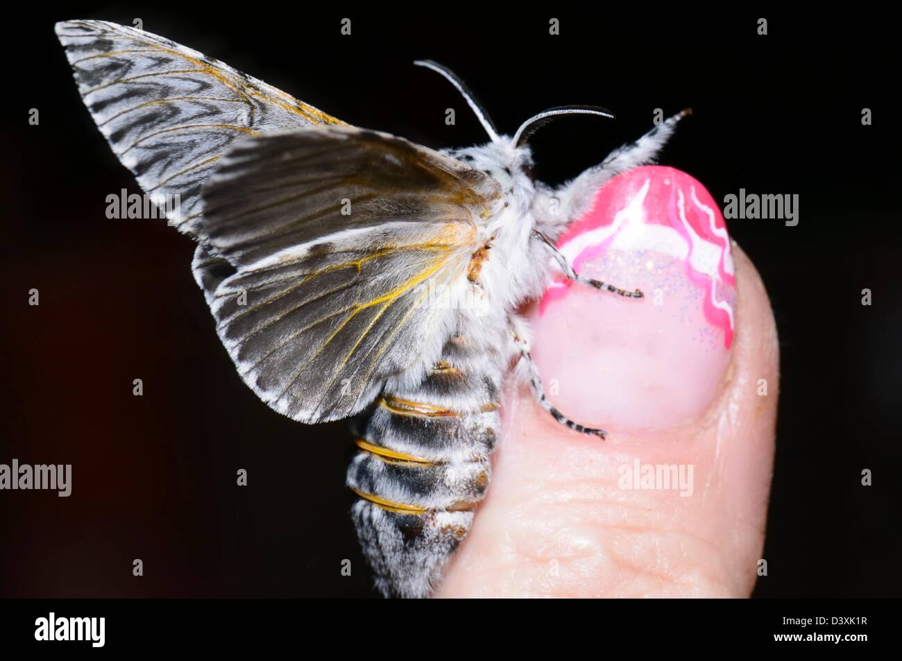 Night butterfly, poplar sphinx male Stock Photo
