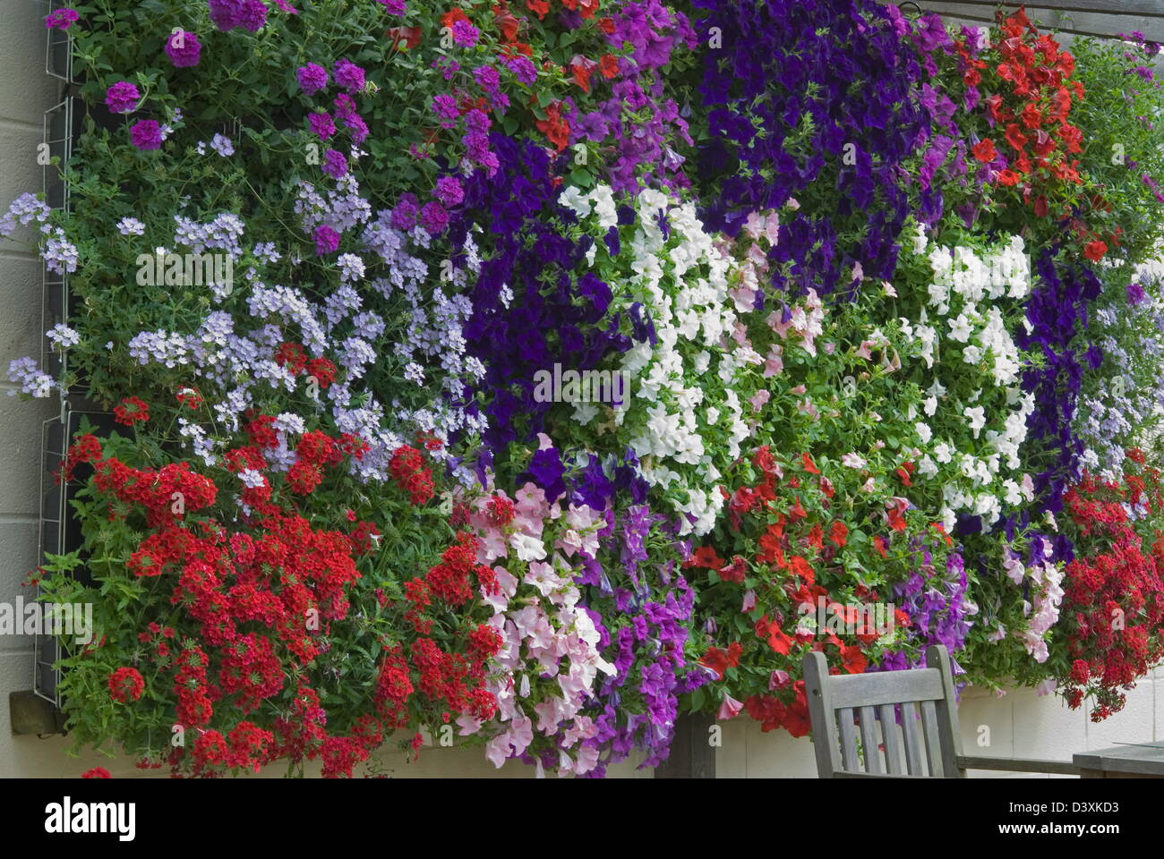 Wall Planters with Petunias and Verbena. New for 2009 from Ball