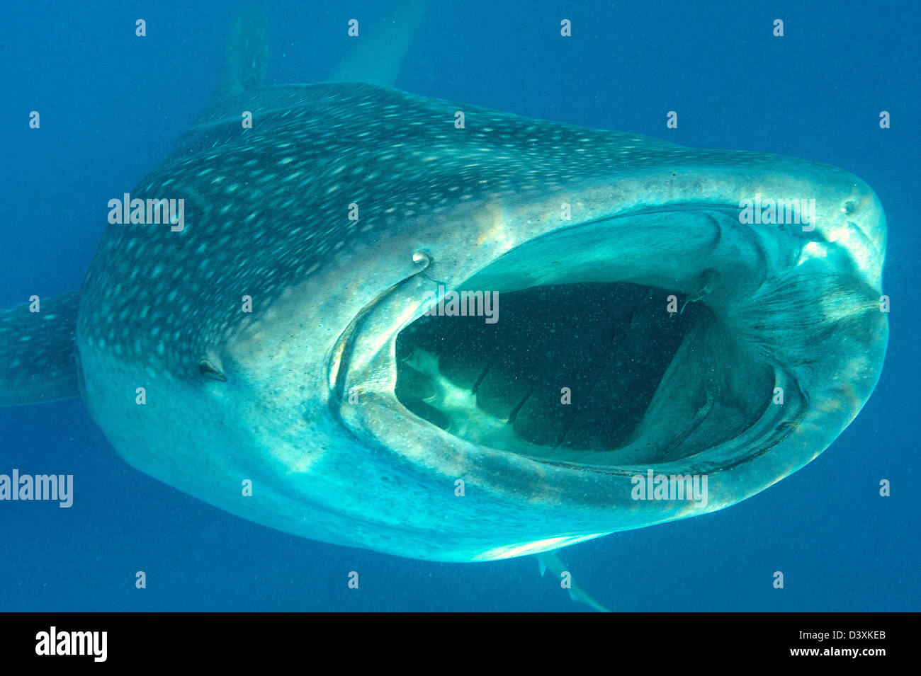 whale shark off Isla Mujeres, Mexico Stock Photo