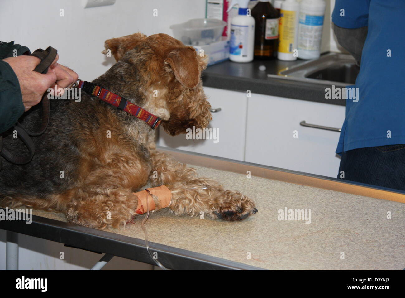 airedale vet