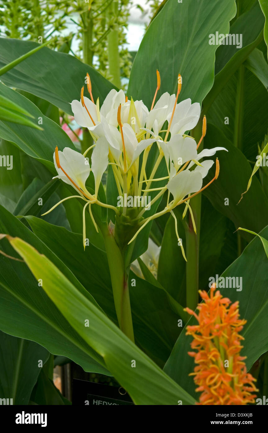 White ginger lily Hedychium coronarium Stock Photo