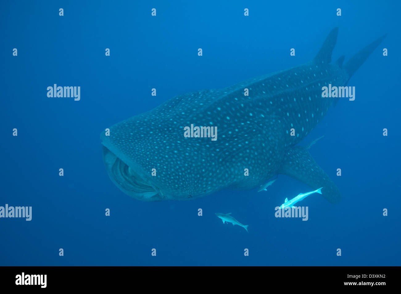 whale shark off Isla Mujeres, Mexico Stock Photo