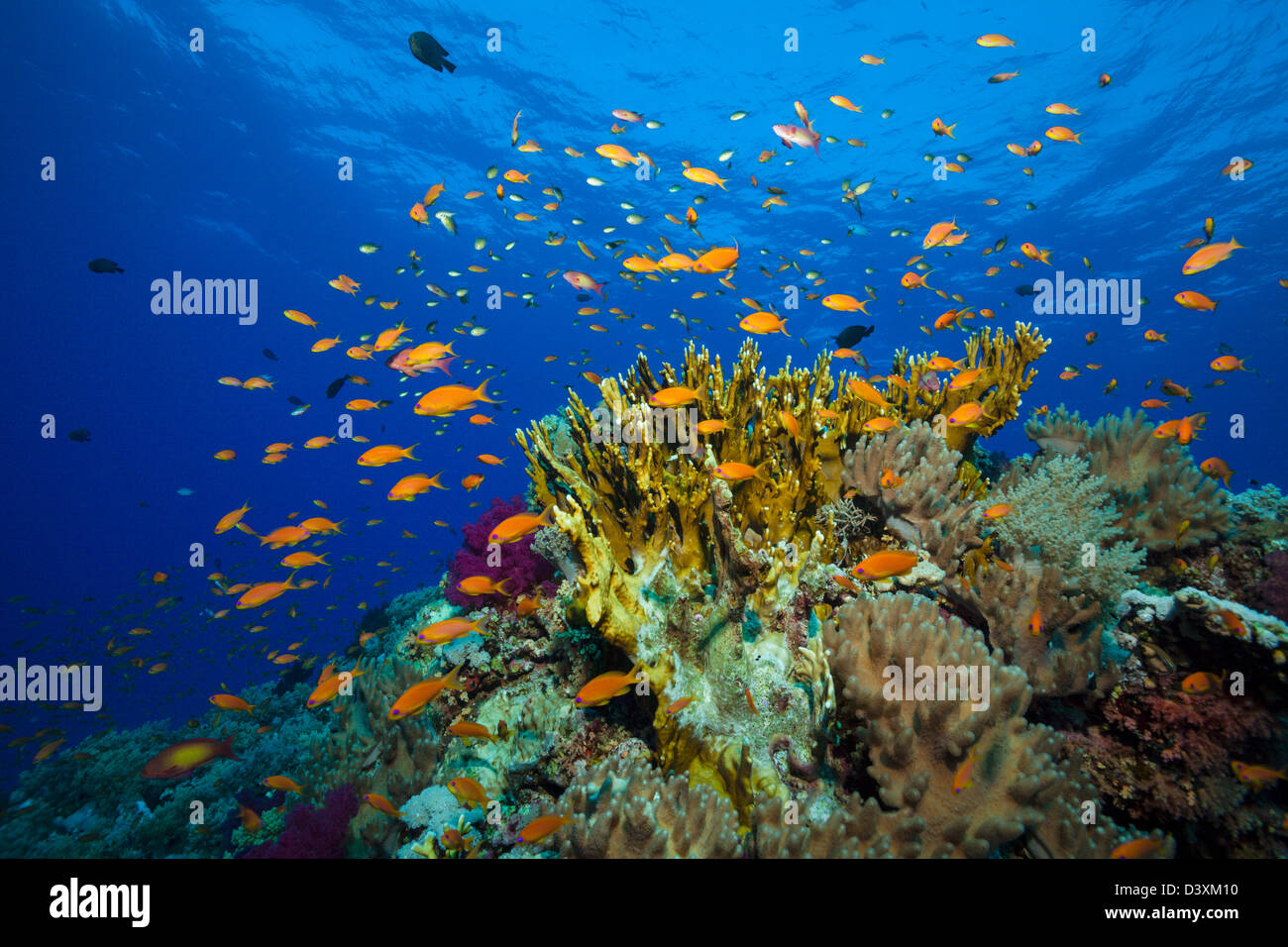 Fire Coral and Lyretail Anthias, Pseudanthias squamipinnis, Millepora ...